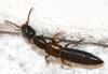 Xantholinus sp.